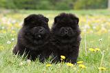 CHOW CHOW 501